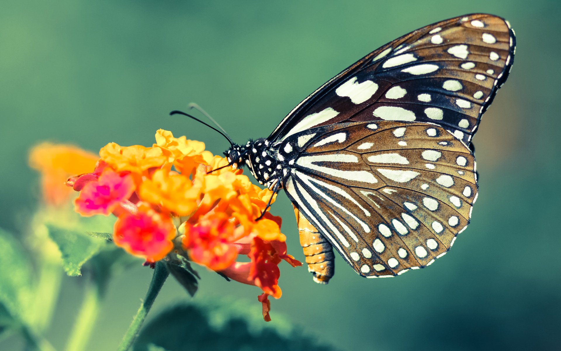 库尔图瓦跨界执教创奇迹,南美风暴席卷圣西罗,智利国家二队完胜AC米兰