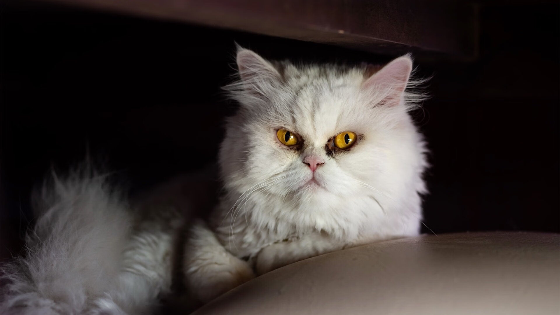 冷门与传奇的共鸣,当奥地利战车碾过德意志,张继科式惊艳照亮体育殿堂