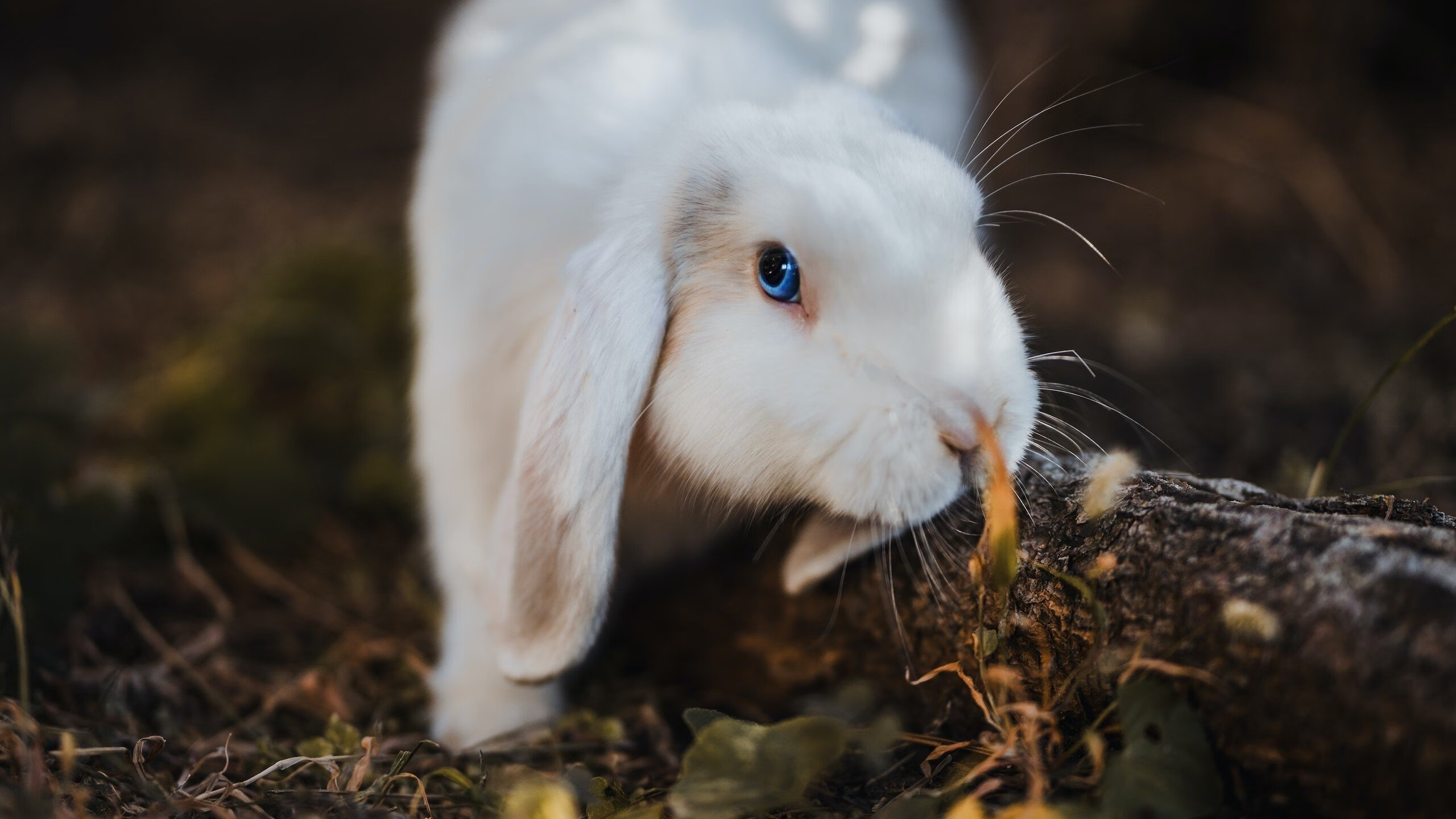 绝杀,再绝杀,兹维列夫美网与ATP总决赛连斩巨头,铸就新王座