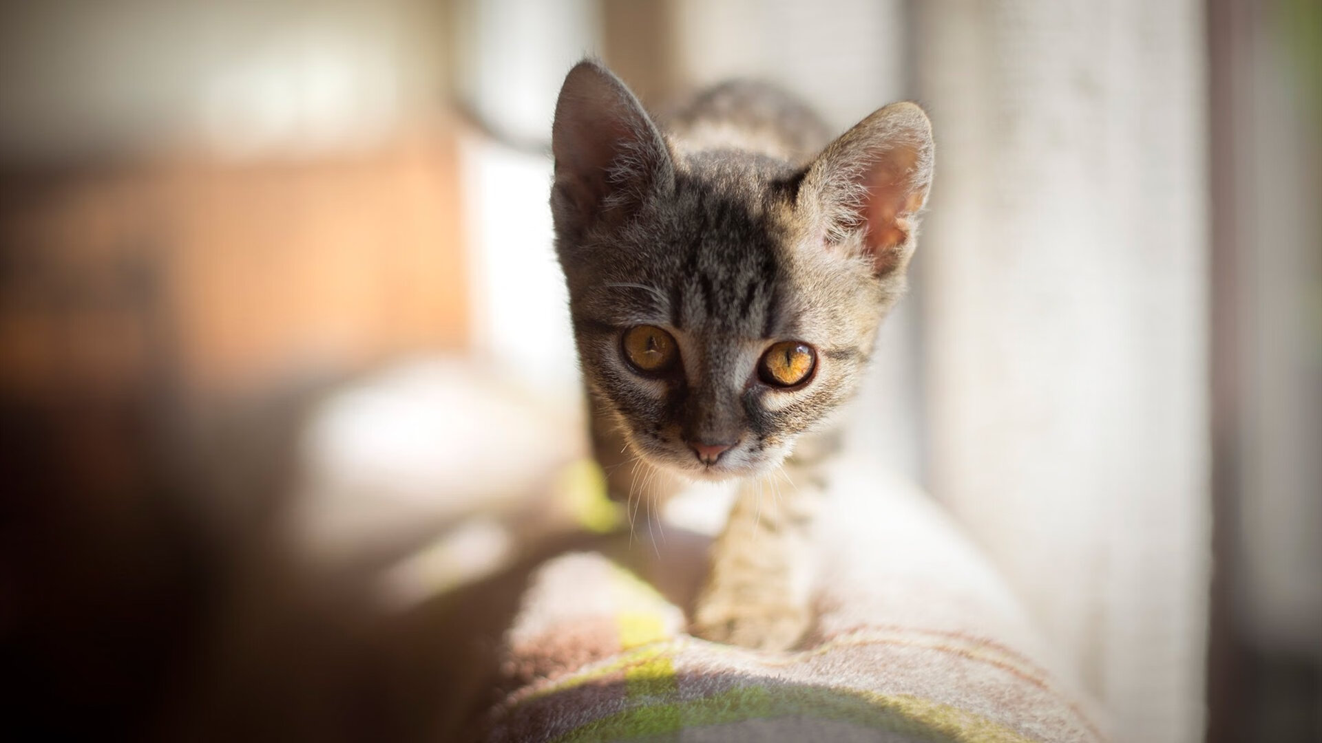 当金球奖赛道杀入新快车,德布劳内的无声宣言与一个时代的裂痕