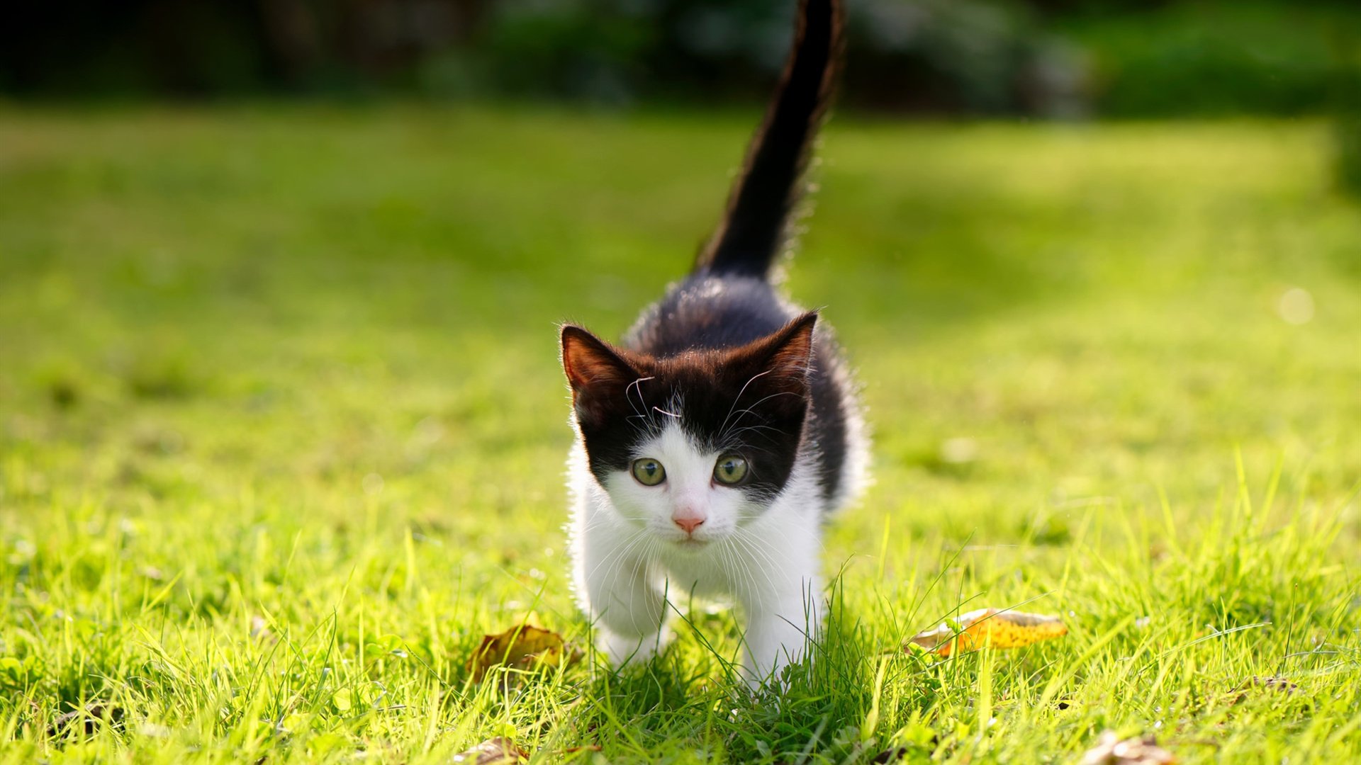 冷雨夜，两种胜利，巴西的团队荆棘与莫德里奇的个人火焰