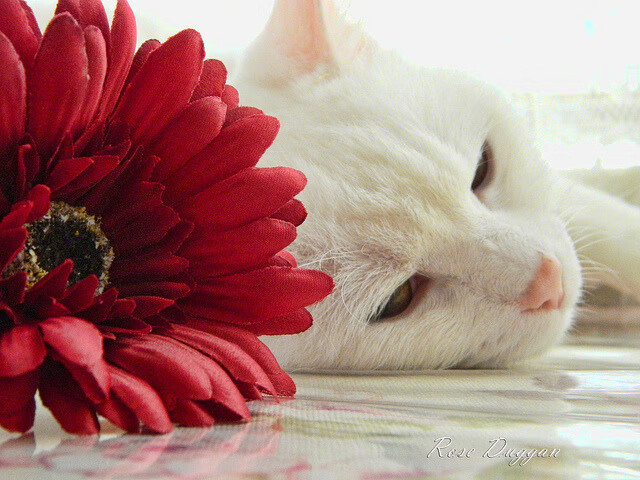 吉林虎啸玫瑰花园，浓眉跨时空激战，压哨绝杀撕裂波特兰夜空