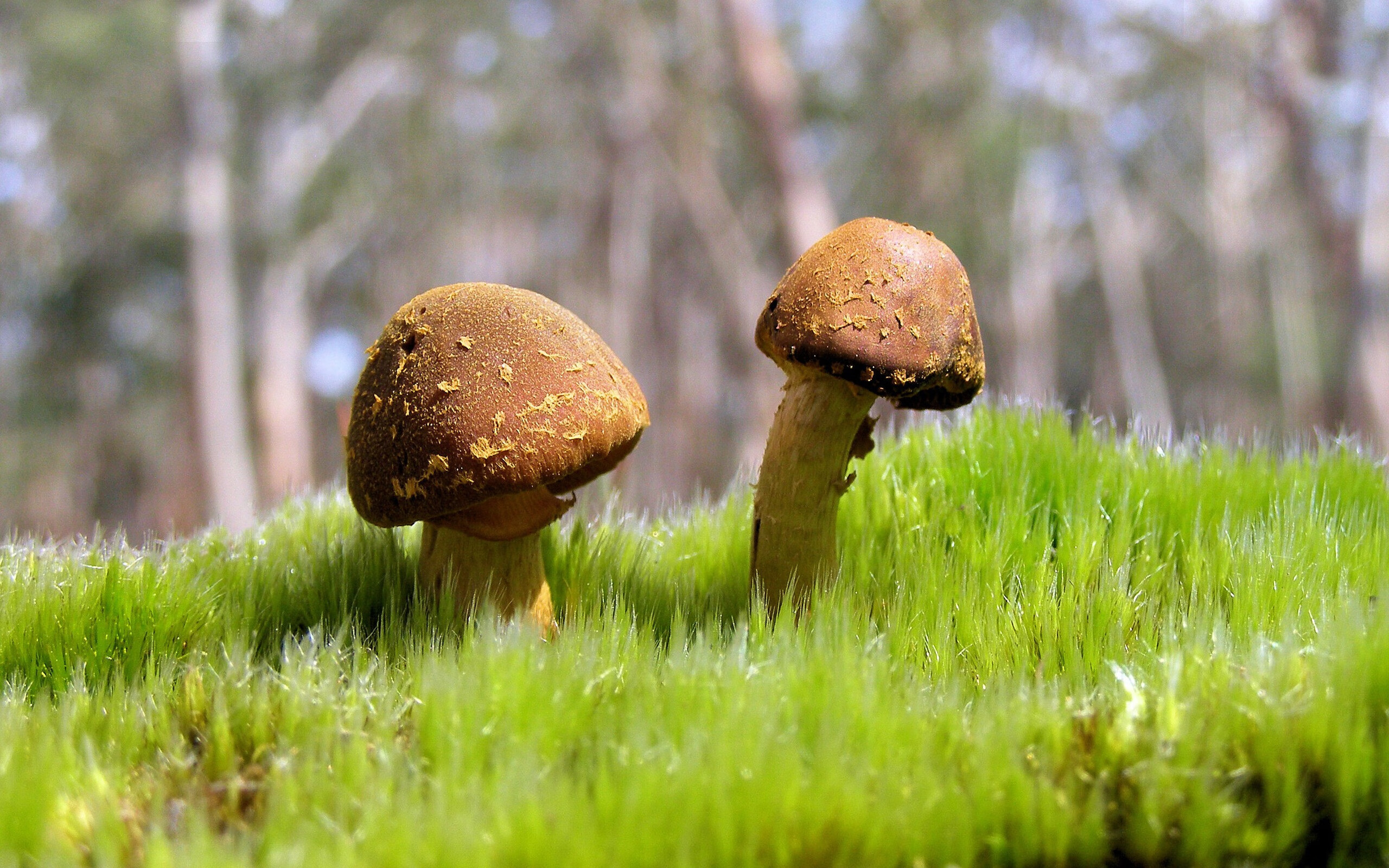 沉默巨声—当切尔西的星光被三笘薰的呼吸声覆盖