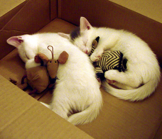 巴黎硝烟散尽，一记绝杀如何让法国足球踏平曼城王朝