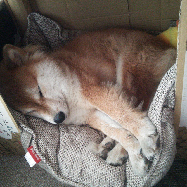 欧冠之夜的法国双星，雷恩强势晋级，本泽马闪耀回归