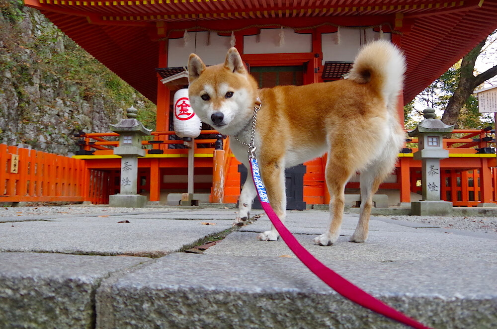 当波特兰成为东部战场,开拓者跨区夺胜记