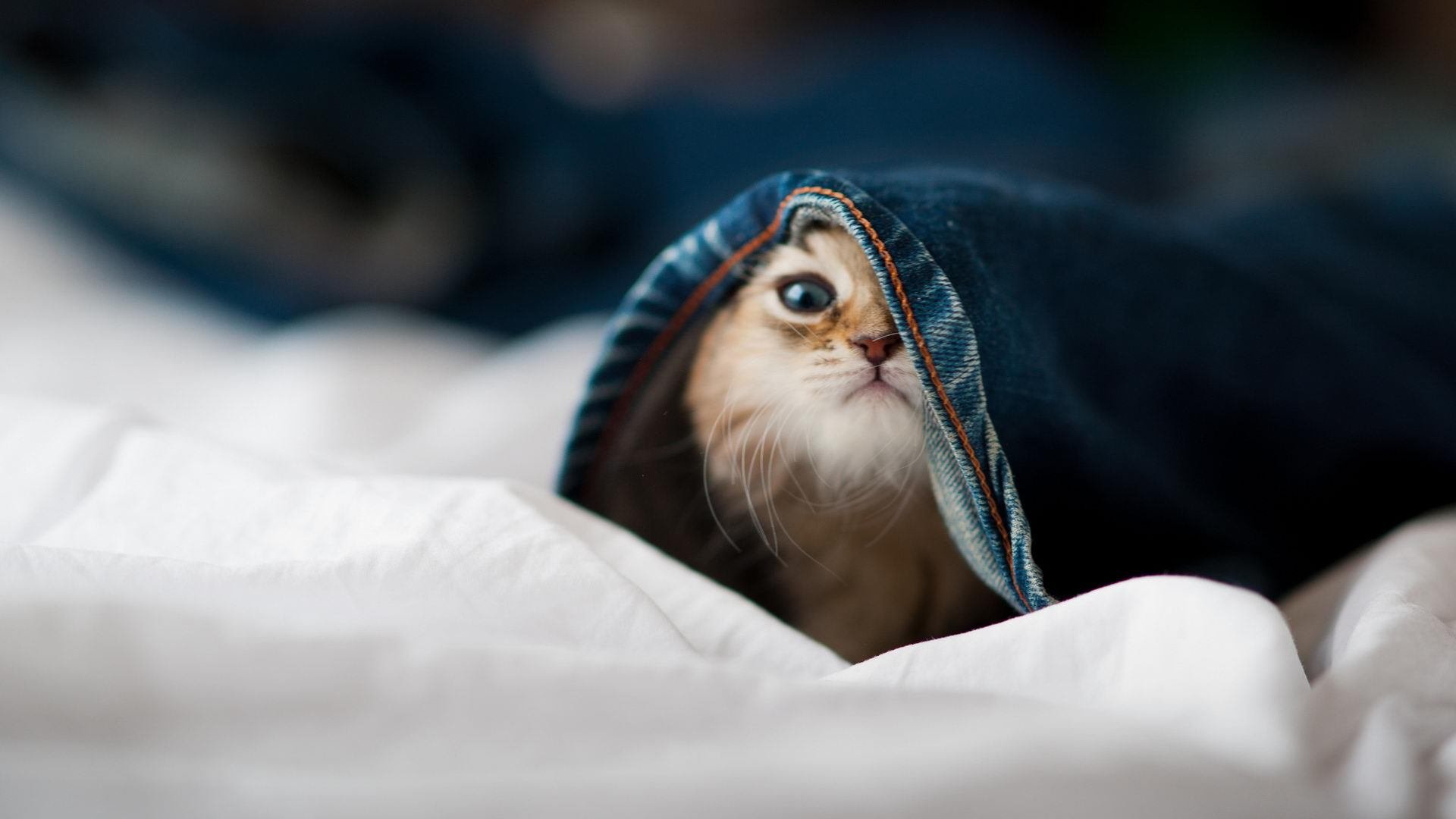 跨越项目的掌控力，突尼斯篮球与罗德里诠释何为比赛主宰