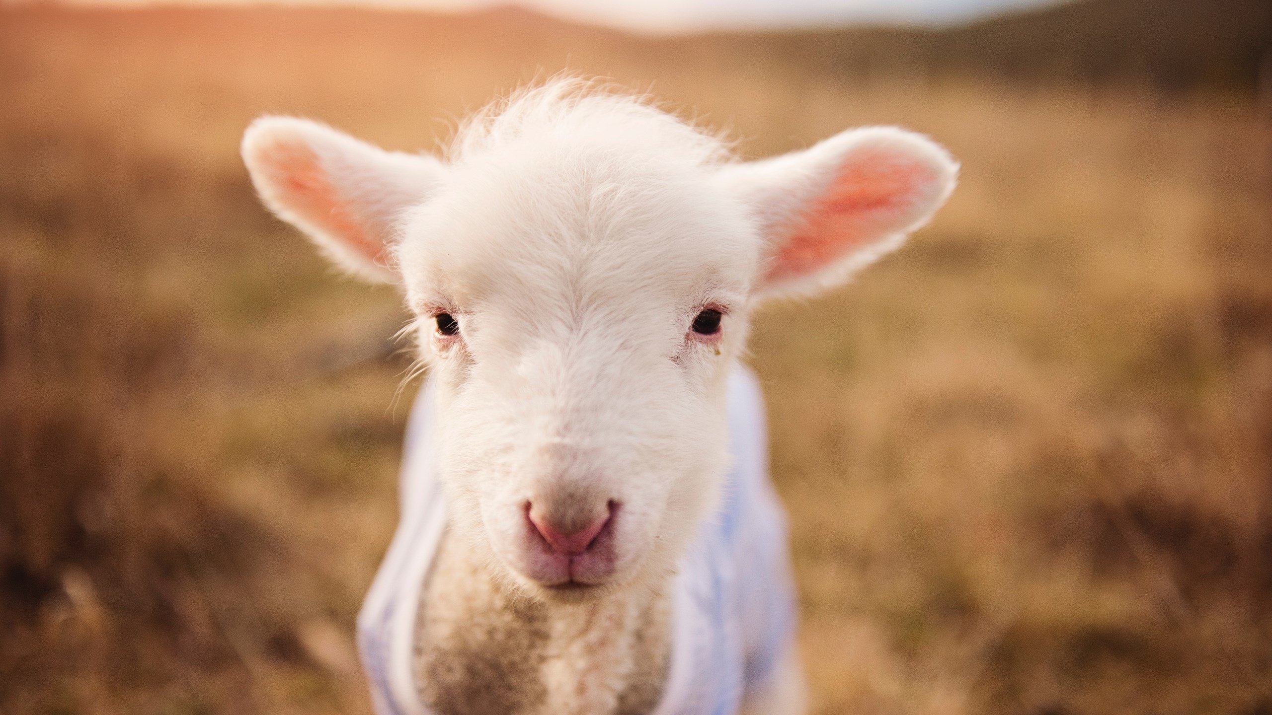 库尔图瓦天神下凡,卡塔尔新贵逆转黄色潜水艇