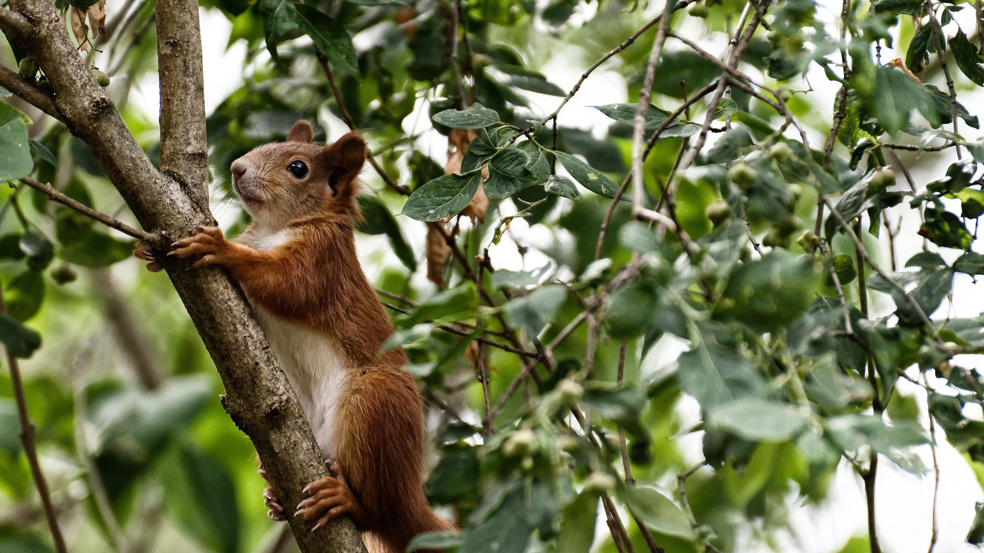 加勒比飓风险胜非洲雄狮,卡瓦哈尔的救赎与唯一性