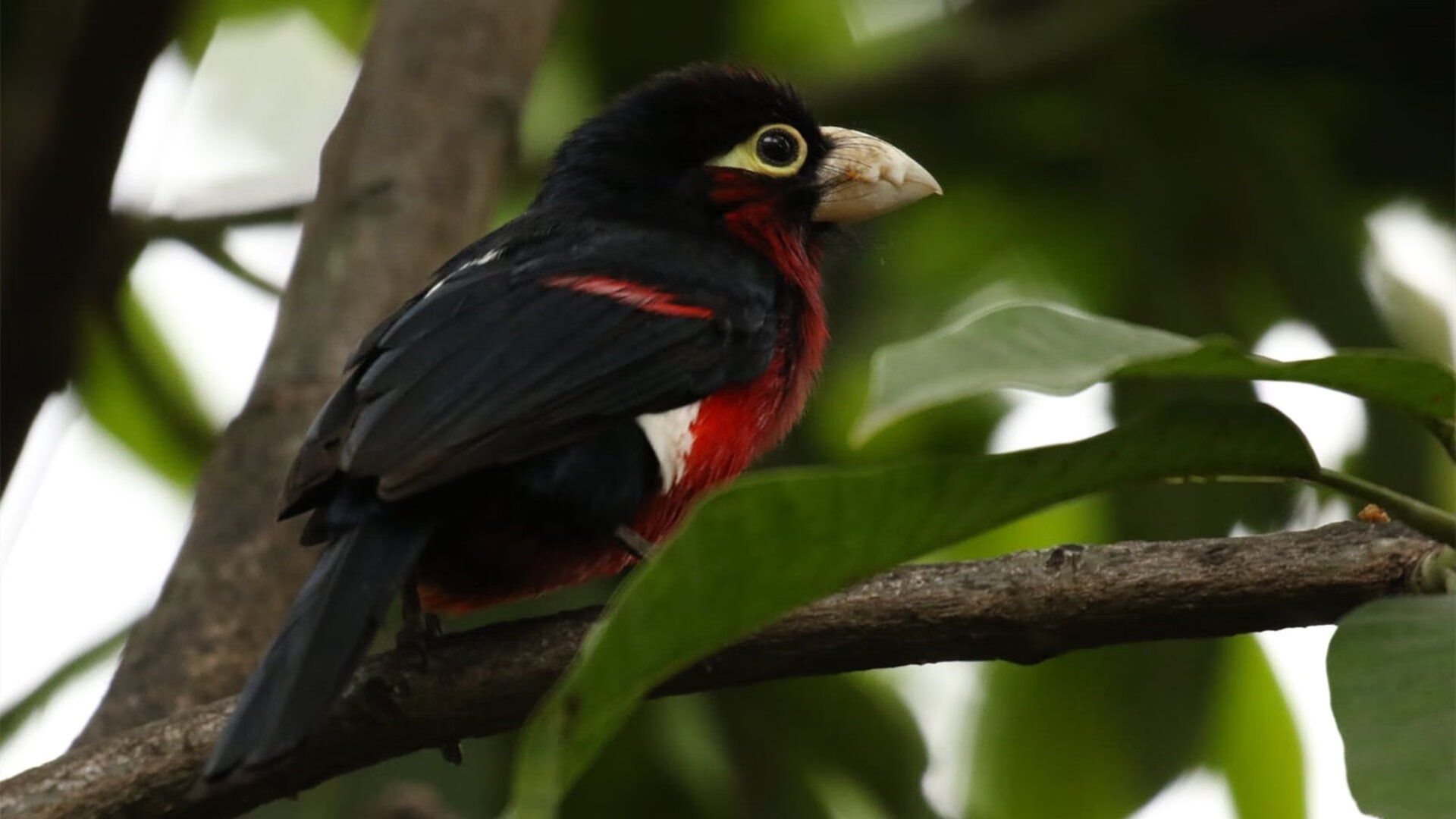 破茧成蝶，卢卡库在拜仁巴萨的宿命舞台上演生涯之夜