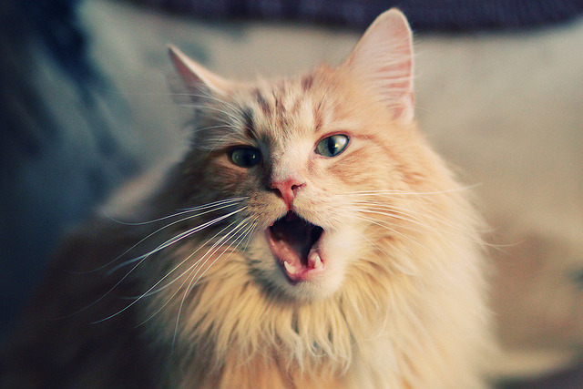 布克节奏魔法引爆全场，活塞逆袭新疆队夺胜