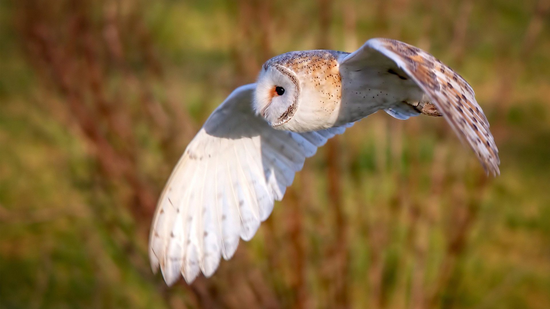 双线狂想,当圣马梅斯的风吹过罗安达,伯纳乌的月光照亮了英格兰铁腰