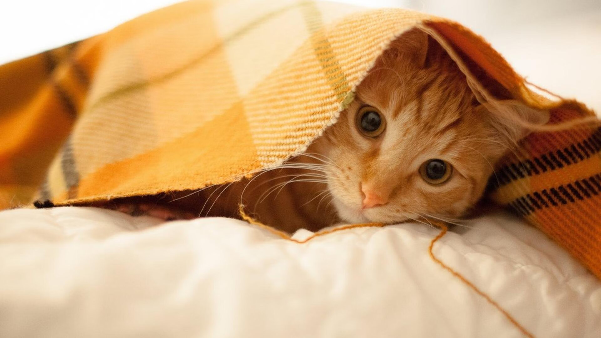 暗夜降临，英雄传说，凯塞多连续得分的狂想曲与埃及的峡谷回响