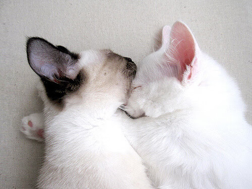 寒地淬钢刃,吉林末节逆袭,塔图姆如何于冰封时刻点燃胜局?