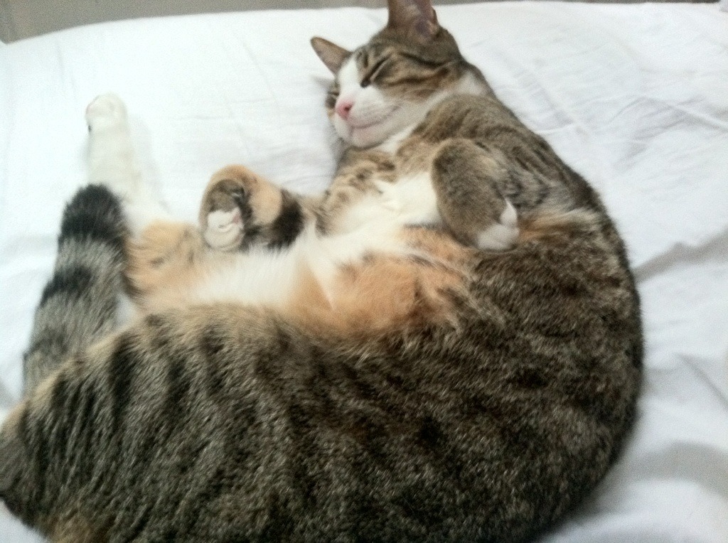 黄蜂逆袭之夜,米切尔在压力熔炉中锻造30分奇迹