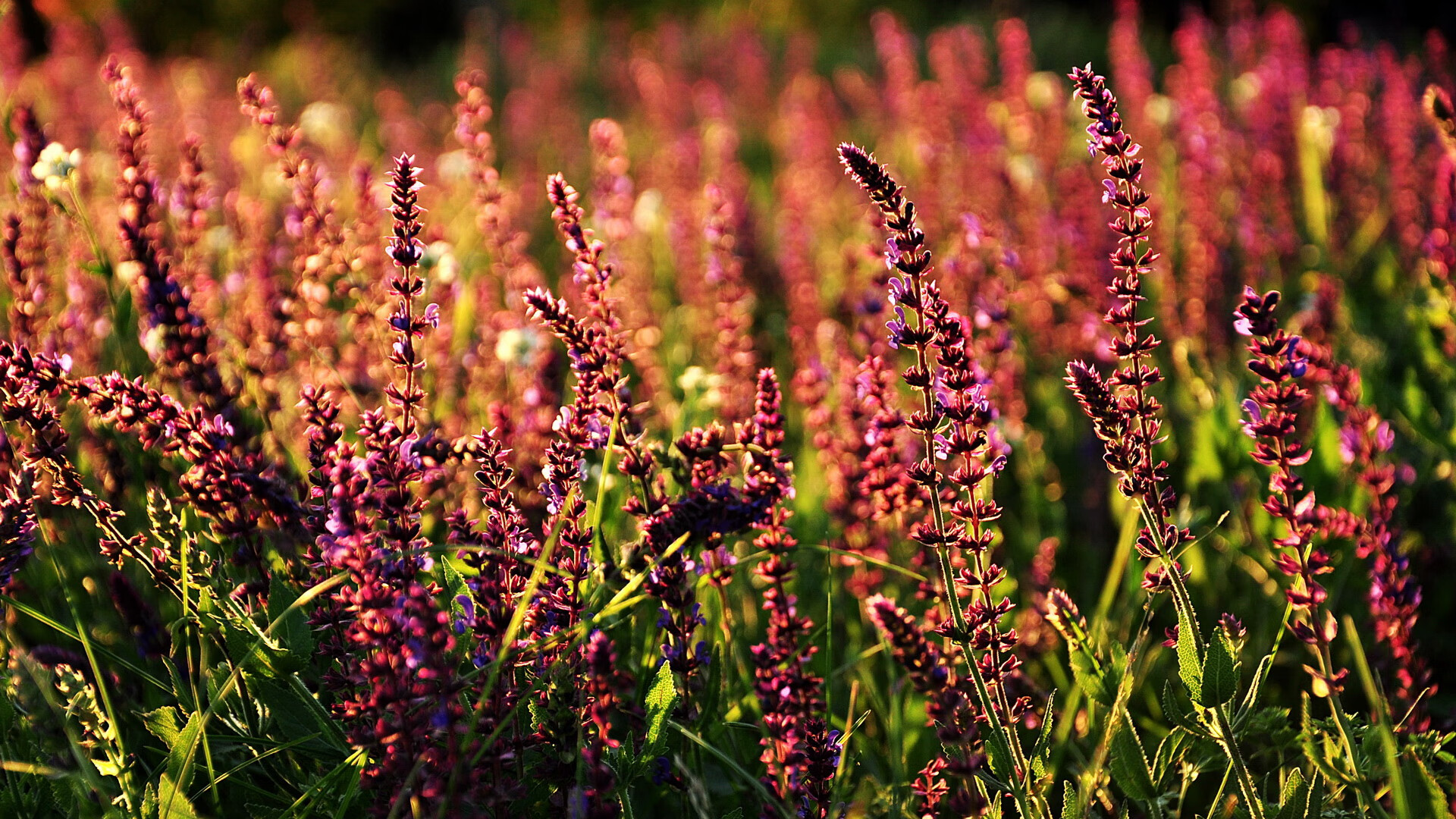 范弗利特三分雨淹没东北虎!76人表演赛淘汰吉林,他用9记三分写下跨洲际统治力