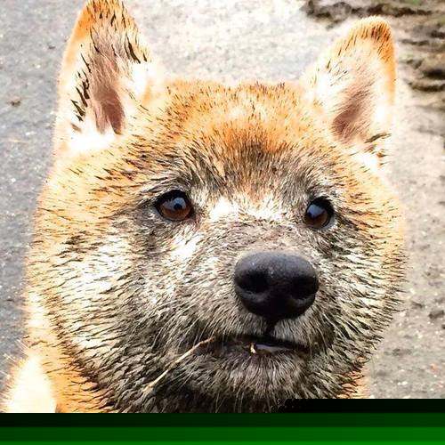 绝境中的曙光,凯恩一击定乾坤,安哥拉生死战力克芬兰