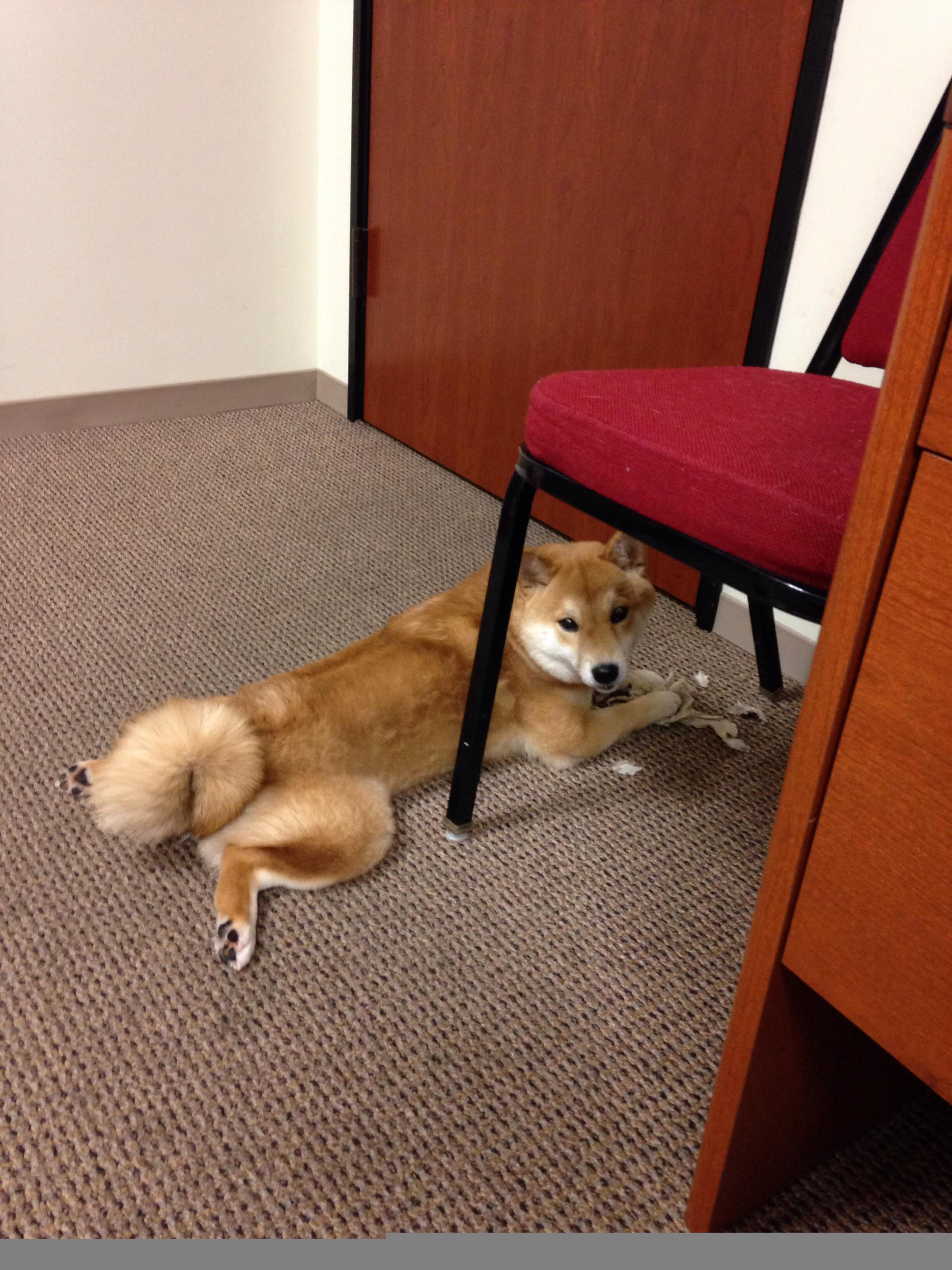 末节之王京多安,阿尔及利亚逆袭西班牙的奇迹之夜