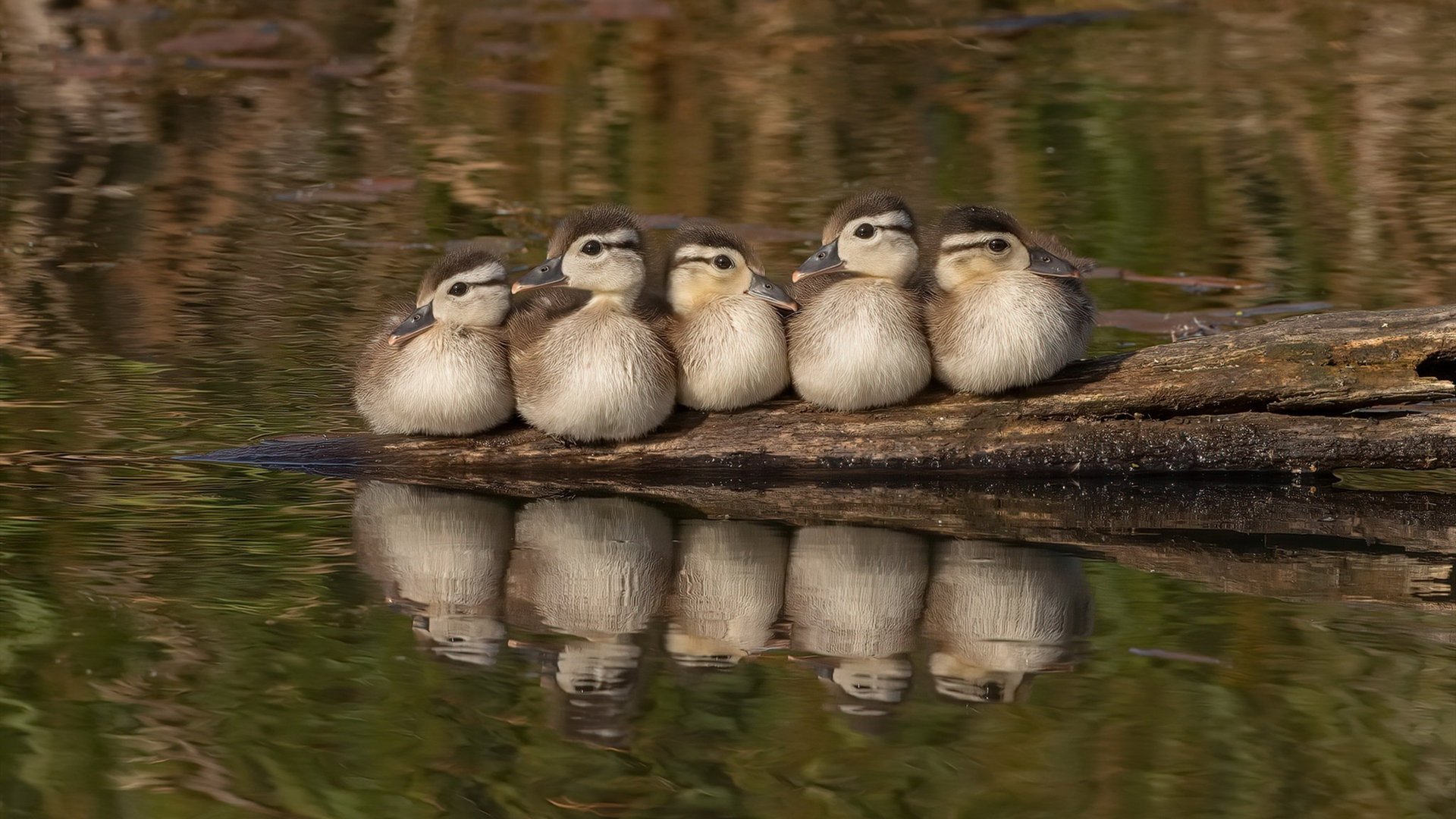 新王当立!马丁内利传射统治全场,佛罗伦萨读秒绝杀荡气回肠