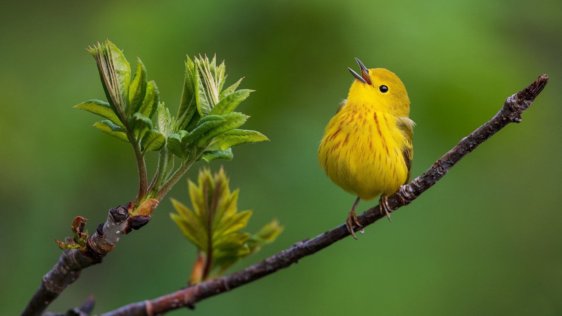 草根逆袭！几内亚掀翻体育霸主，马丁内利三记重拳打懵美国巨人